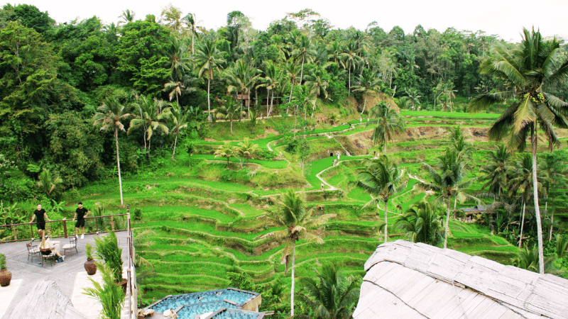 Tegalalang Rice Terrace