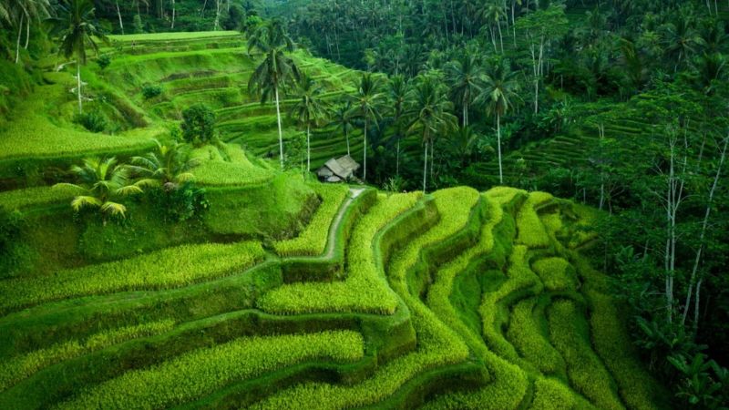 テガラランライステラスの棚田絶景