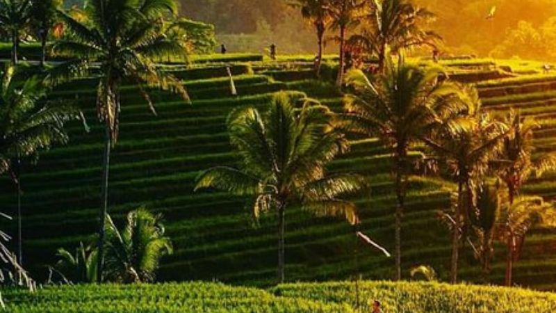 テガラランライステラスの棚田風景