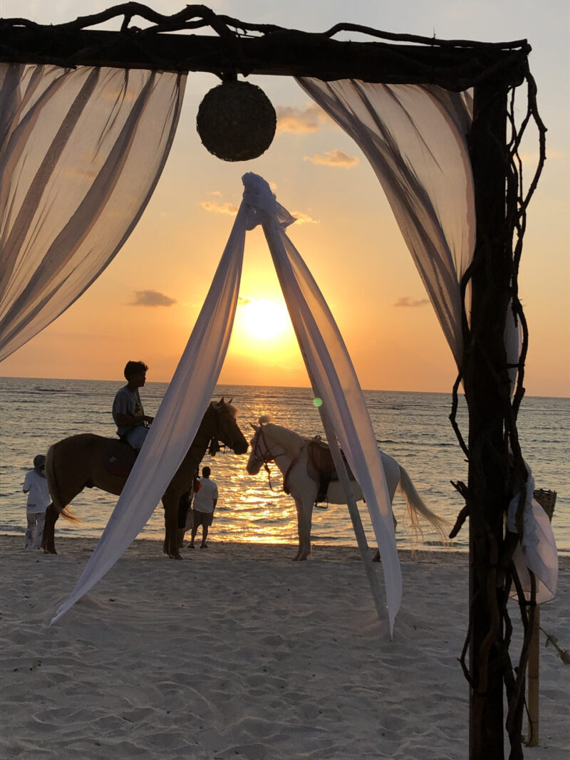 夕日の浜辺の馬